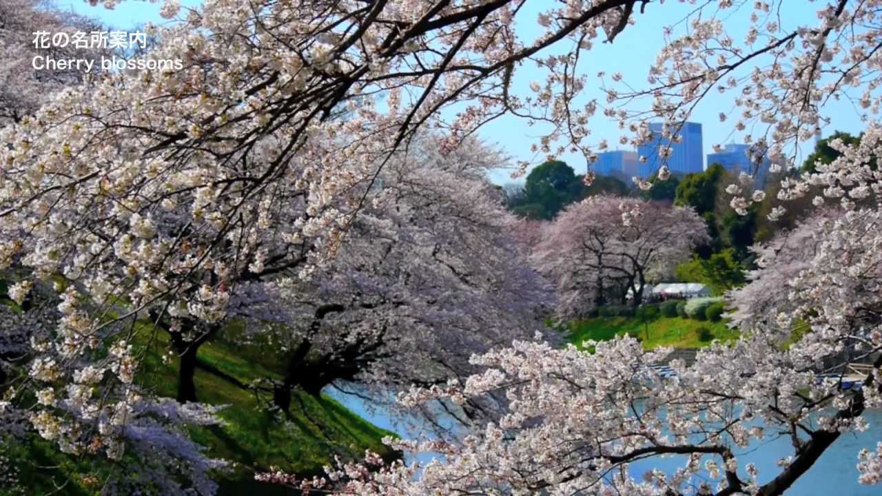 TOKYO JAPAN Cherry Blossoms in Tokyo